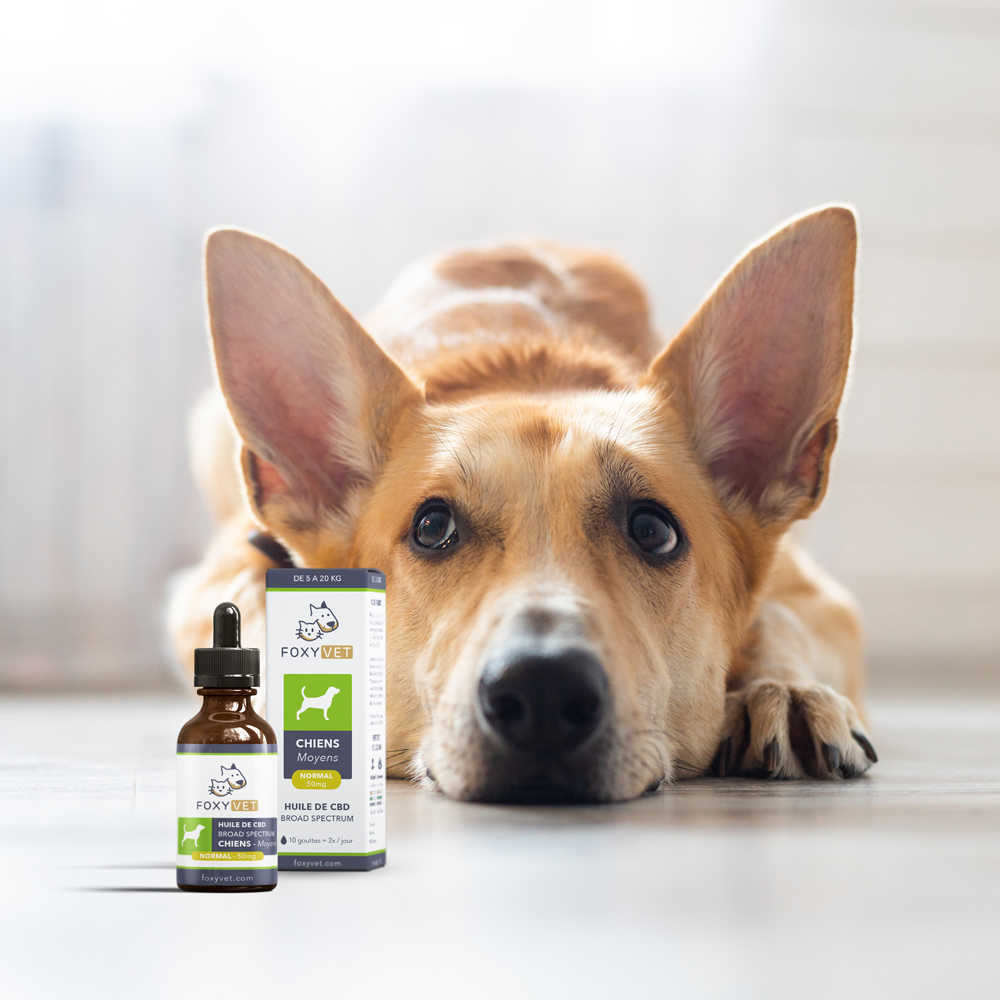 foxyvet huile chien moyen